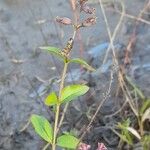 Cuphea glutinosa Habit