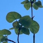 Catalpa ovata Leaf