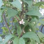 Schisandra chinensis Flor