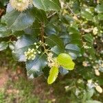 Prunus ilicifolia Floare