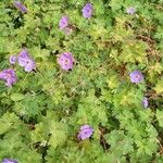 Geranium platypetalum Hábito