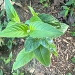 Monarda bradburiana Leaf