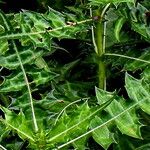 Acanthus montanus Leaf