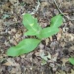 Andersonglossum virginianum Folha