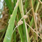 Oryza sativa Fruit