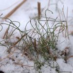 Equisetum scirpoides Habit