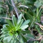 Iberis ciliata Likasa