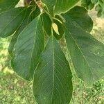 Magnolia kobusLeaf