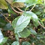 Clerodendrum splendens Leaf