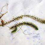 Elodea canadensis Leaf