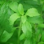 Stevia rebaudiana Ліст