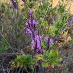 Lavandula rotundifolia Flor