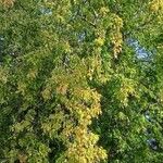 Acer × freemanii অভ্যাস