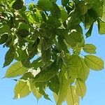 Handroanthus heptaphyllus Folha