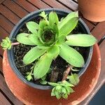 Sempervivum calcareum Лист