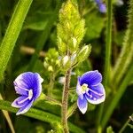 Veronica chamaedrysFlower