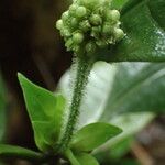 Psychotria brevifissa