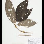 Henriettea horridula List