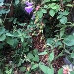 Campanula rapunculoides फूल