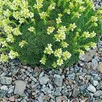 Saxifraga muscoides Bloem