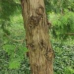 Thuja standishii Corteccia