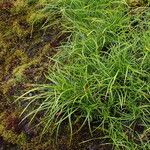 Carex esenbeckii 整株植物