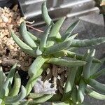 Cylindrophyllum tugwelliae Yaprak