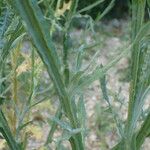 Centaurea solstitialis Corteccia