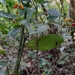 Psychotria carthagenensis Otro