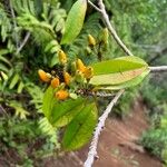 Erythroxylum laurifolium Fruit