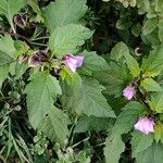 Nicandra physalodes Flors