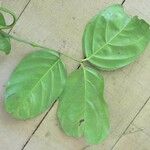 Ormosia coutinhoi Лист