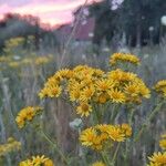 Senecio squalidusFlower