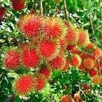 Nephelium lappaceum Fruit