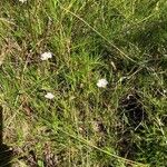 Baldellia ranunculoides Fiore