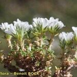 Arenaria erinacea Other