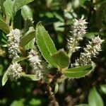 Salix helvetica Blomst