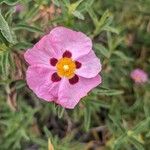 Cistus × purpureus Flower