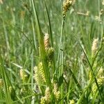 Carex pallescens Habit