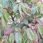 Oxydendrum arboreum Fruct