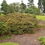 Rhododendron polycladum Costuma