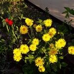 Doronicum orientale Fula