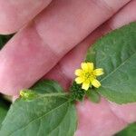 Synedrella nodiflora Blatt