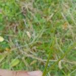 Danthonia decumbens Levél