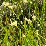 Rhynchospora alba Flower