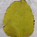 Morus alba Leaf