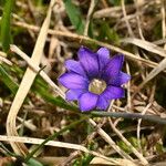 Gentiana pyrenaica Blomma