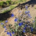 Phacelia campanulariaÇiçek