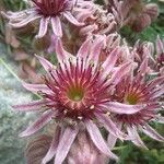 Sempervivum montanum ফুল