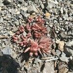 Sedum lanceolatum Blad